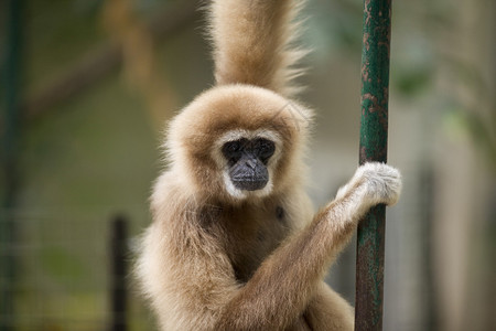 长着漂亮脸蛋的猴子看起来很悲哀当它挂在动物图片