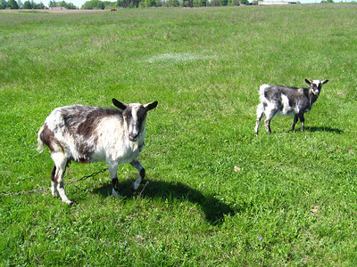 山羊和孩子在绿色牧场上图片