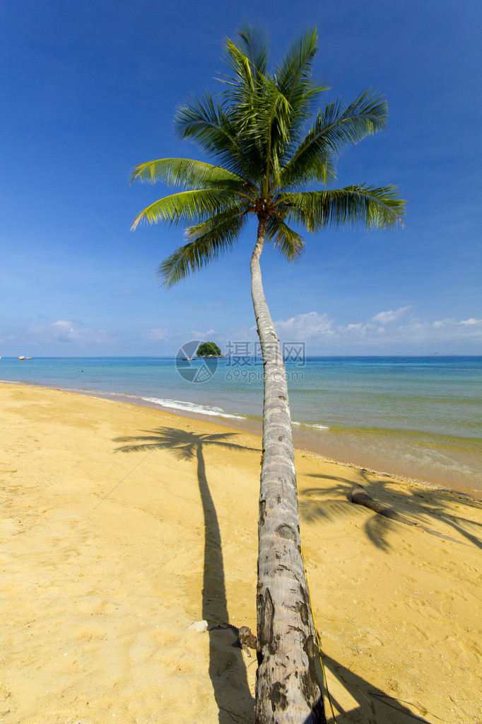 椰子树和海滩与蓝天图片