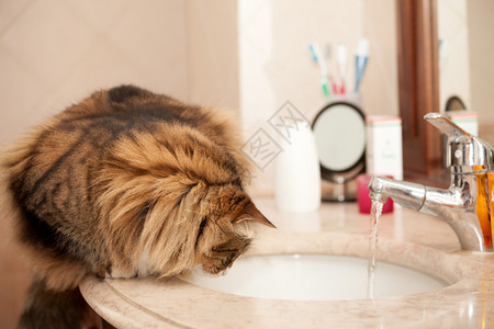 猫坐在洗脸盆上看着水龙头流出的水图片