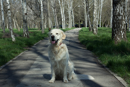 公园里的金毛猎犬图片