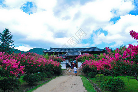 韩国的夏天森林中的寺庙图片