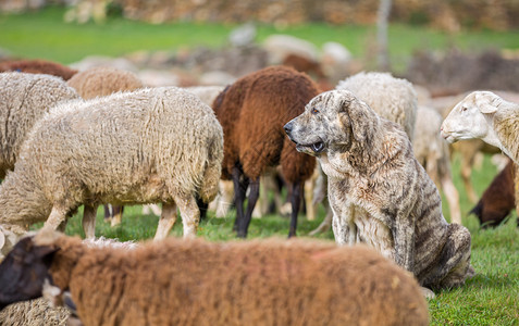 牧羊犬看着羊群浅图片