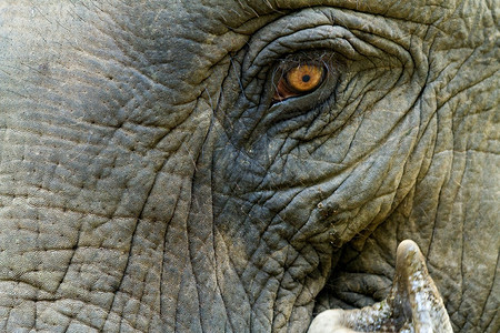 特写亚洲象的眼睛和皮肤图片