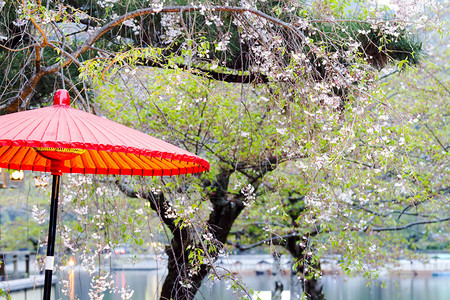 日式雨伞图片