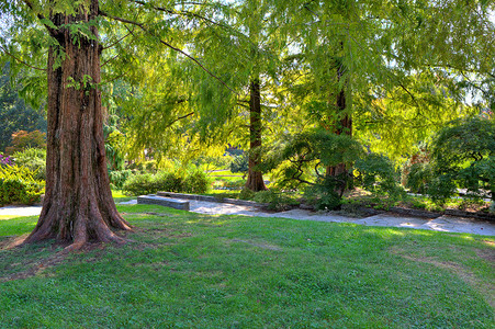 意大利都灵著名瓦伦蒂诺公园植物区郁葱的树木间小绿草坪上的棕色大树背景图片