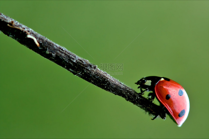 野红瓢虫cocinellidaeanatisocellatacoleoptera在草地上的一侧图片