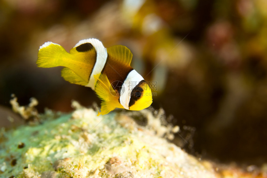 埃及红海的Anemonone鱼Amphiprionbici图片