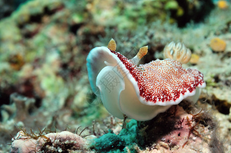 合鳃纲潜水热带高清图片