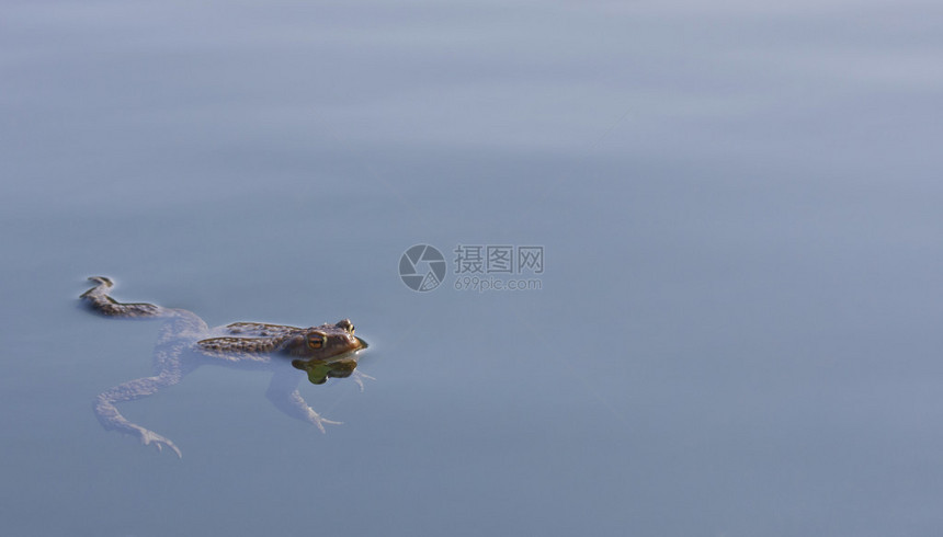 青蛙在蓝色的水中游泳图片