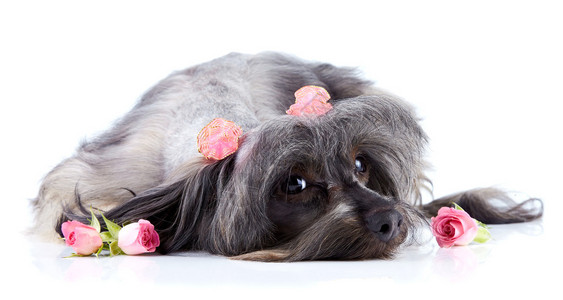 小狗装饰纯种狗圣彼得堡兰花的小狗毛茸的小狗撒谎小狗和玫瑰图片