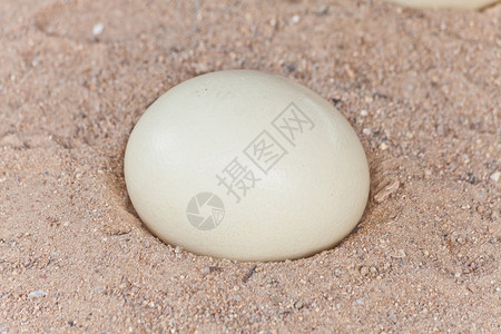 沙滩上的鸵鸟蛋背景图片