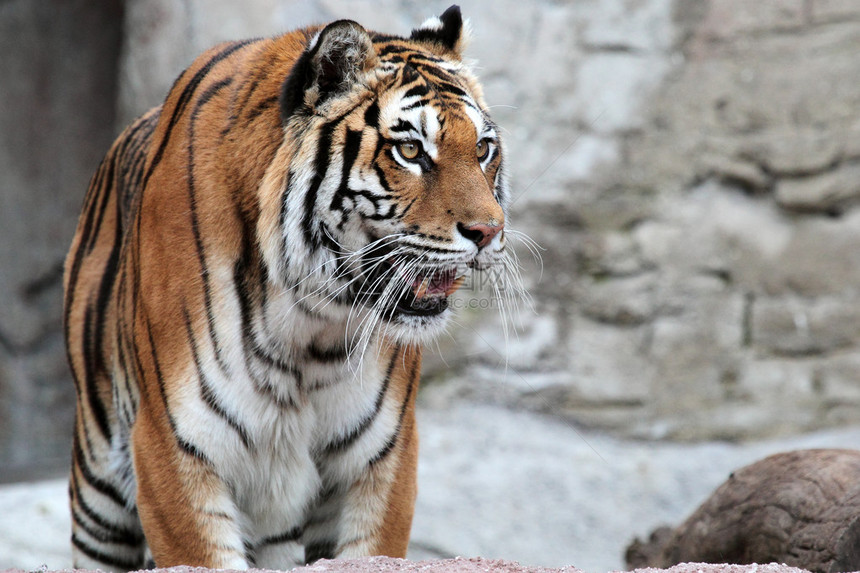 一只西伯利亚虎Pantheratigrisaltaica图片