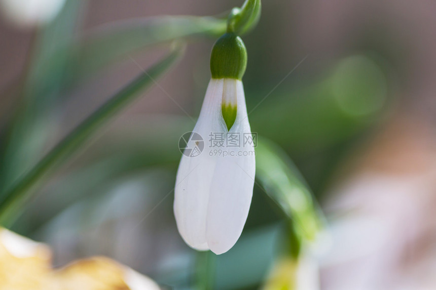 雪花莲图片