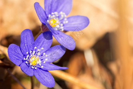 蓝色春天的花朵图片