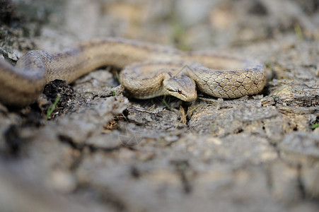 旧树桩上的光滑蛇Coronellaaust图片