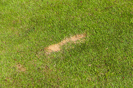 高尔夫球道上的固定草皮背景图片