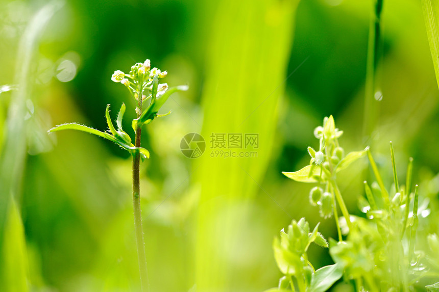 美丽的白色小白菊花的边框图片