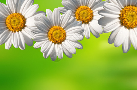 美丽的白色小白菊花的边框背景图片