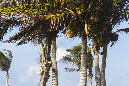 热带气候中的椰子树图片