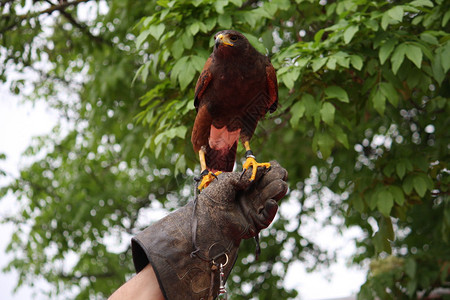 一只勇敢猎鹰的手套它训练了一图片