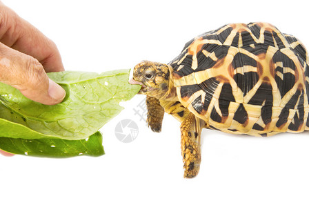 龟形目印度星龟在白色背景上吃东西背景