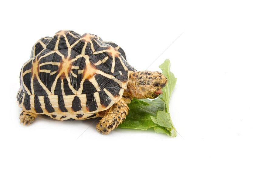 印度星龟在白色背景上吃东西图片