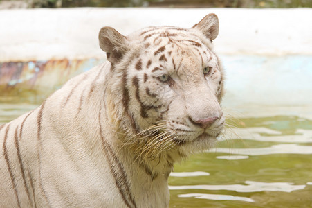 白虎在游泳池里游泳图片