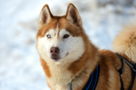 肖像LaikiHusky图片