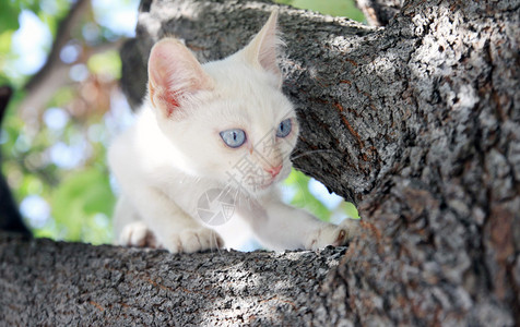 树上的小猫图片