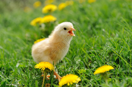 草地上的小鸡图片