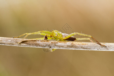 近距离观察美丽的绿色猎人蜘蛛micrommatavire图片