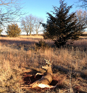 在自然领域中孤立的鹿图片