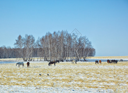 西伯利亚冬季雪牧场上的马群图片