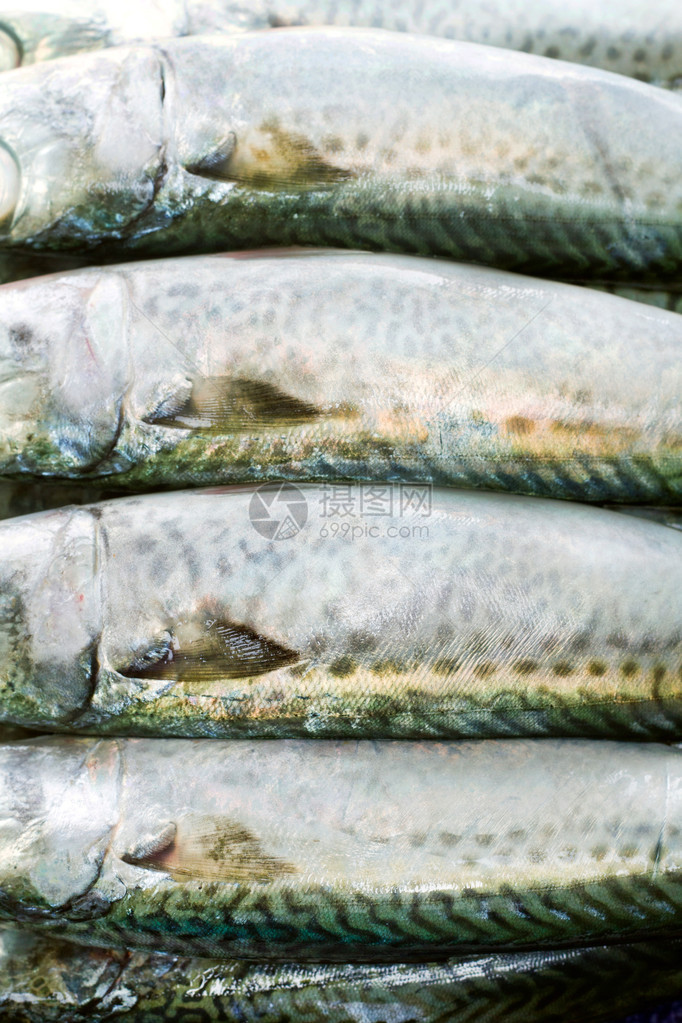 白色背景的大西洋鹦鹉鱼被隔离在一盘子上图片