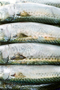白色背景的大西洋鹦鹉鱼被隔离在一盘子上图片