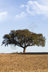 在葡萄牙Alentejo地区的干旱土地上看到图片