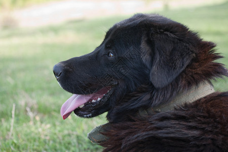 自然风光中的伯恩山犬肖像图片