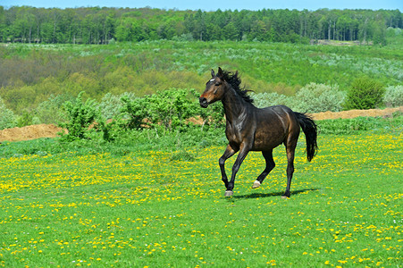 一匹小马驹在牧场图片