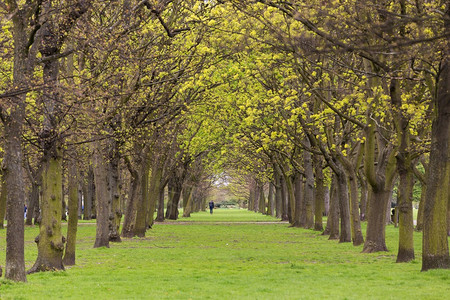春天摄政公园里的树木和草坪小巷伦敦图片