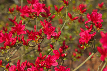 春天小树的红叶图片