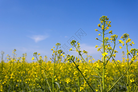 在蓝天背景的油菜田图片