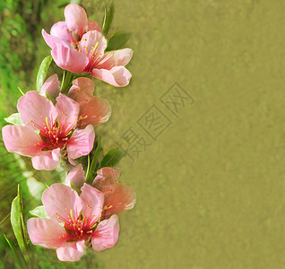 用桃花问候花卉复古卡背景图片