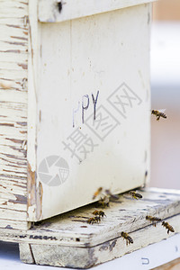 蜜蜂返回蜂蜜巢图片