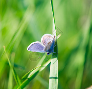 草地上草地上的蝴蝶图片
