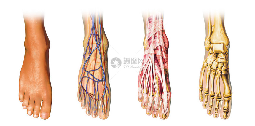 人体足部解剖剖面图表示形式图片
