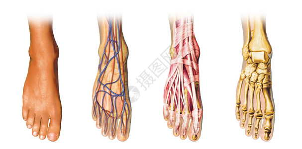 人体足部解剖剖面图表示形式图片