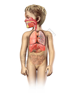 儿童解剖充分呼吸道系统剖面图图片