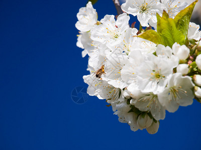 樱花背景蓝天图片