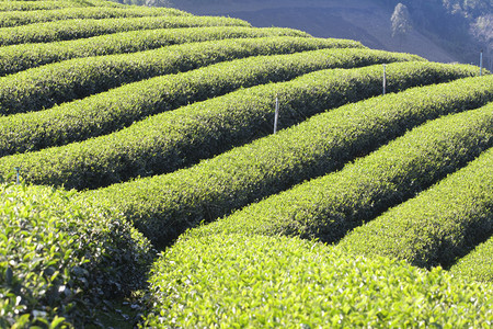 泰国的茶园图片